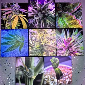 Radiant Cannabis Leaf Canvas Print - 8"x8"