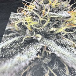 Intense Cannabis Bloom Close-Up T-Shirt