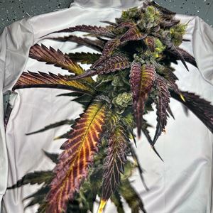 Dream Factory Cannabis Hoodie