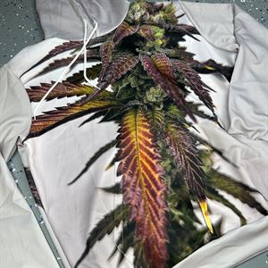 Dream Factory Cannabis Hoodie