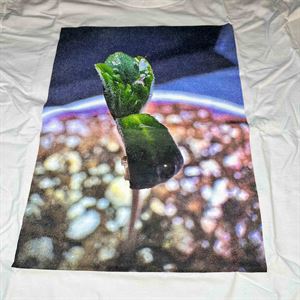 Seedling Splendor Cannabis Photo T-Shirt