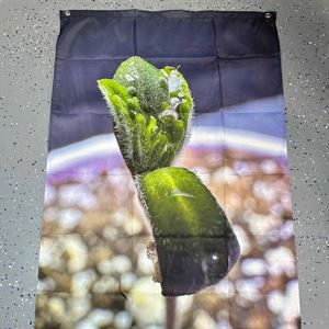 Green Lantern Seedling Flag