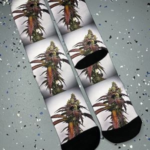 Dream Factory Socks