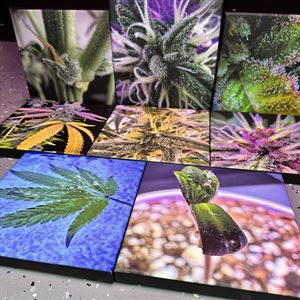 Radiant Cannabis Leaf Canvas Print - 8"x8"