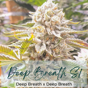 Deep Breath S1