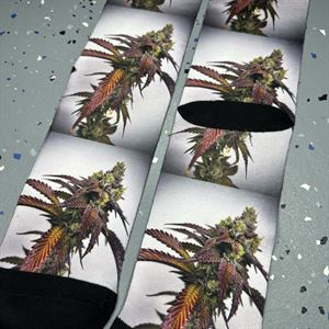 Dream Factory Socks