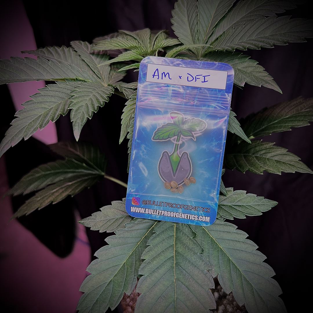 Animal Mints X Deep Fried Ice Cream